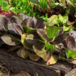 Permakultur im kleinen Garten: möglich?