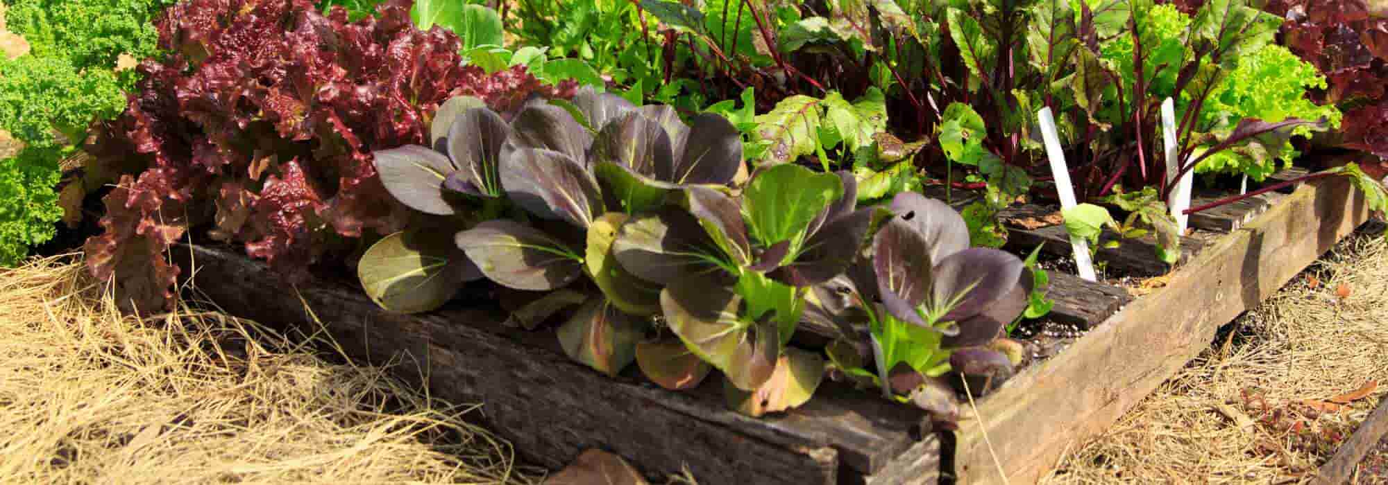 Permakultur im kleinen Garten: möglich?