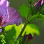Bester Standort für Roseneibisch?