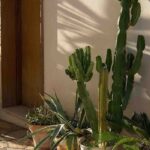 Zimmerpflanzen im Sommer ins Freie: Tipps