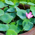 Bowl-Hornklee: Mini-Hornklee im Topf kultivieren