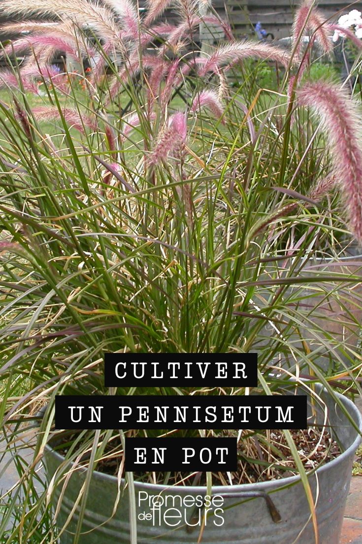 Pennisetum im Topf