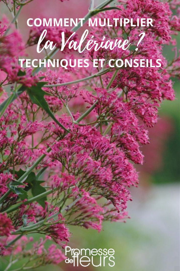 Hier ist die Übersetzung des botanischen Namens ins Deutsche:

Centranthus ruber (Rote Spornblume)