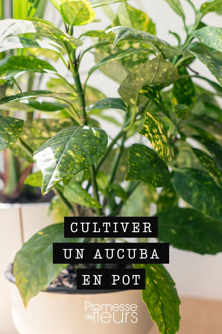 Aucuba japonica