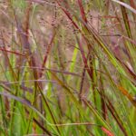 Panicum im Topf kultivieren?