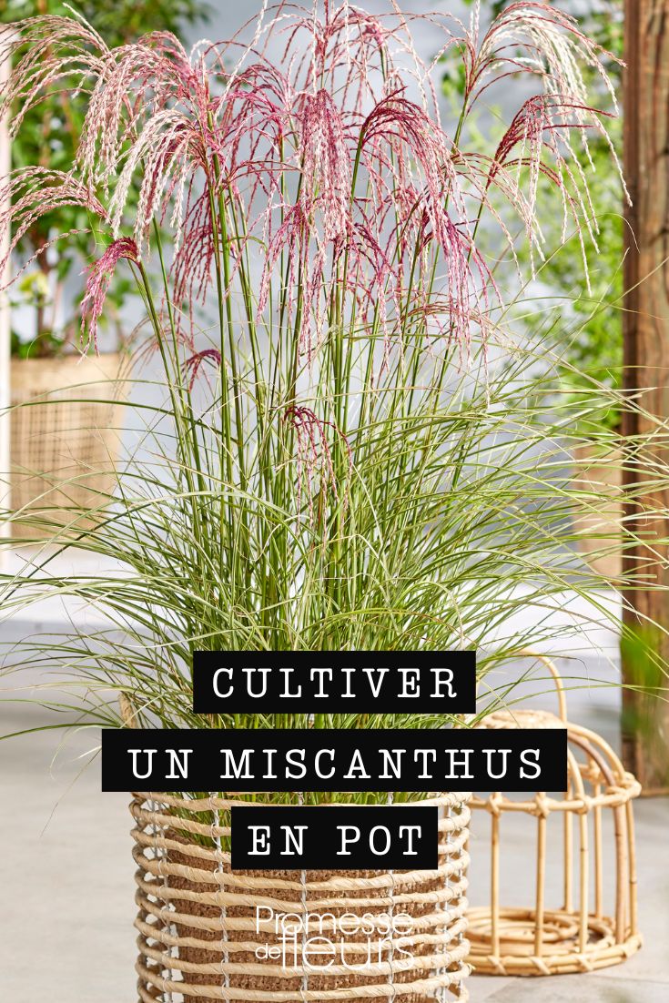 Miscanthus