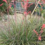 Hesperaloe – Rote Yucca: Pflanzen und Pflege