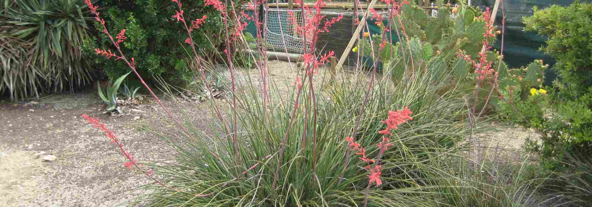 Hesperaloe – Rote Yucca: Pflanzen und Pflege