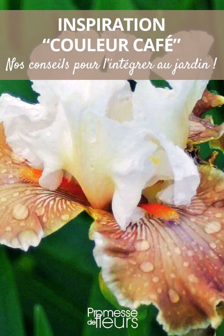 Braunschattierte Iris im Garten

(Note: "Café" im Deutschen wird hier nicht wörtlich übersetzt, da es im Kontext von Pflanzenfarben unüblich ist. "Braunschattierte" oder "Brauntöne" vermitteln die gewünschte Nuance besser für deutschsprachige Gartenliebhaber.)