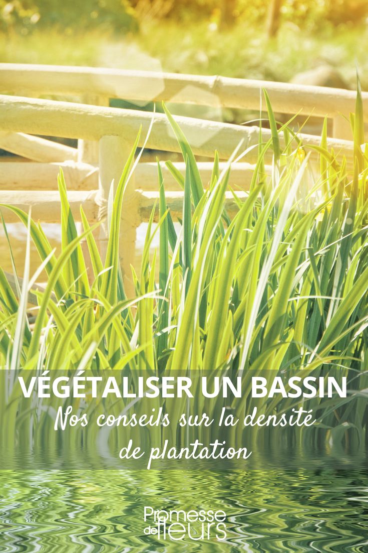wie viele Pflanzen in einen Teich setzen