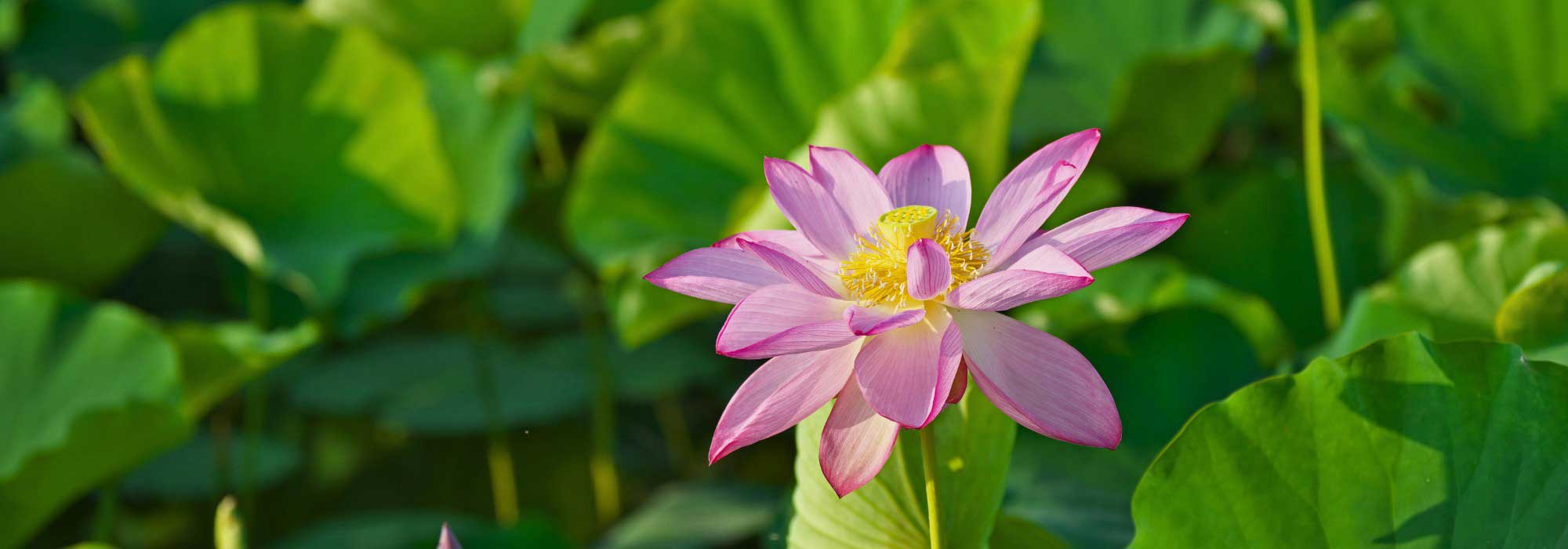 Nelumbo – Lotosblume pflanzen und pflegen