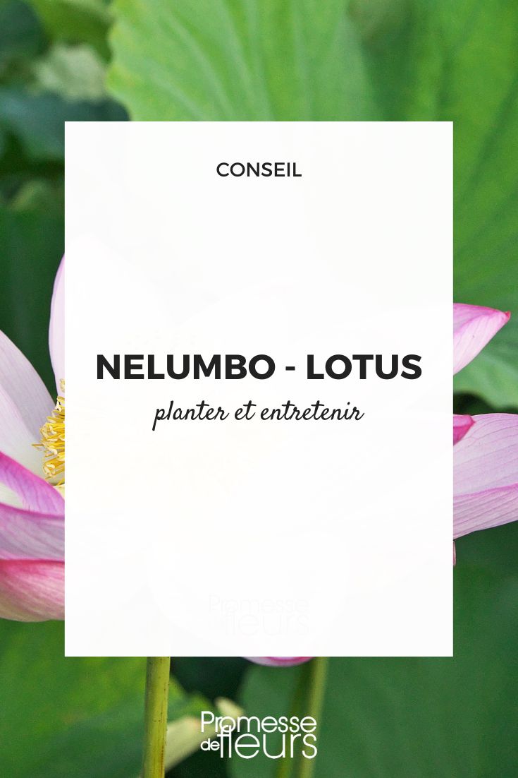 Lotus anbauen
