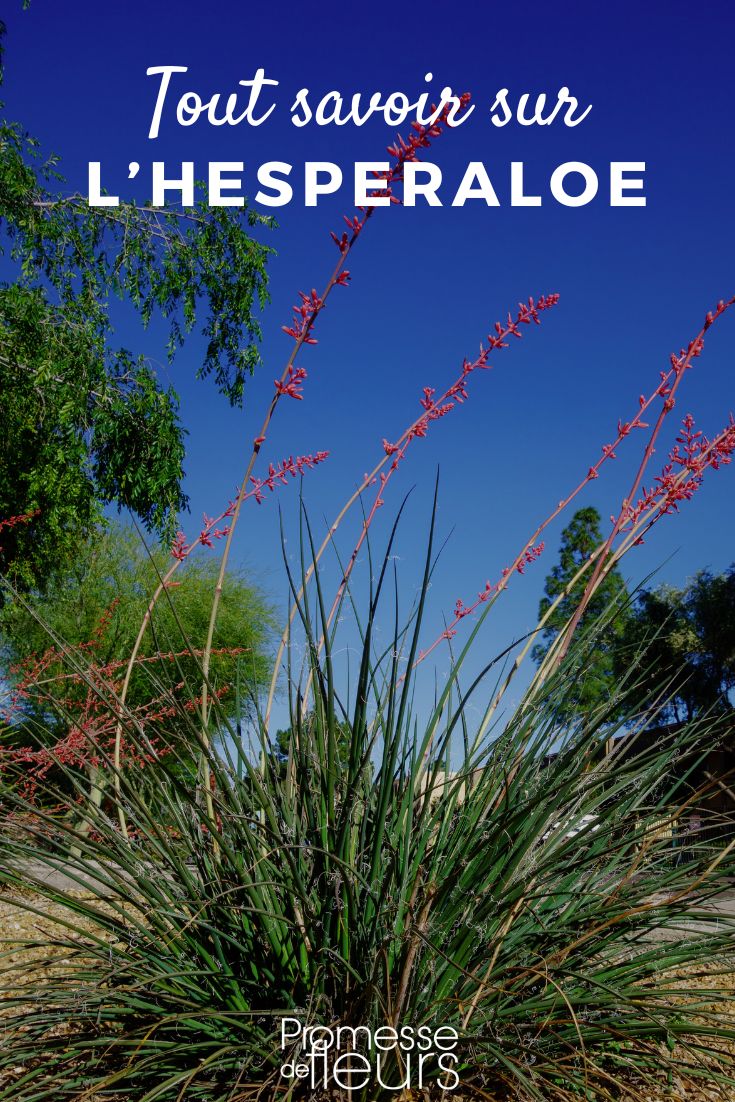 Hesperaloe-Yucca rot