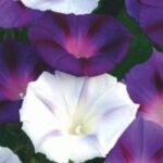 Welche einjährigen Pflanzen blühen den ganzen Sommer?