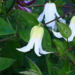 Stauden-Waldreben: schönste Sorten mit weißen Blüten