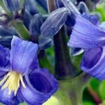 9 Stauden-Waldreben mit prächtigen blauen Blüten