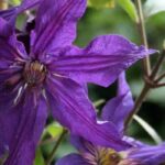 Stauden-Waldreben: Top 5 in Violett und Mauve