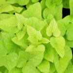 Zier-Süßkartoffelblätter zubereiten und essen?