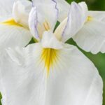 7 Gelbe Sumpf-Schwertlilien mit weißen Blüten