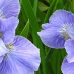 9 wunderschöne Gelbe Sumpf-Schwertlilien mit blauen Blüten