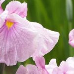 7 rosa blühende Gelbe Sumpf-Schwertlilien für Feuchtgebiete