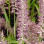Pennisetum im Topf kultivieren?