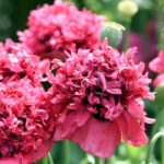 Klatsch-Mohn und Staudenmohn erfolgreich anbauen