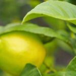 Warum tragen meine Zitrusfrüchte keine Früchte?