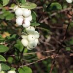 Schneebeere für den Hang: Welche Sorte wählen?