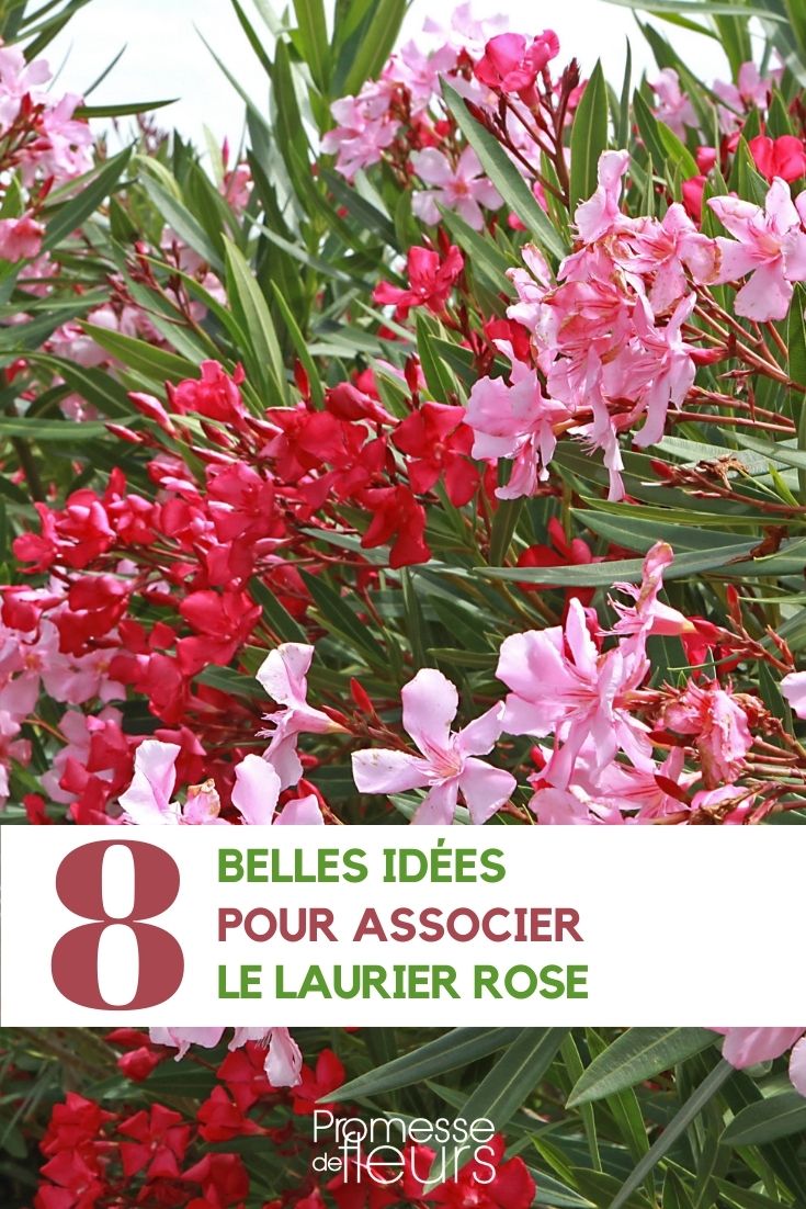 Gartengestaltung mit Oleander: Die perfekten Pflanzpartner

Der Oleander (Nerium oleander) ist mit seinen üppigen Blüten und dem mediterranen Flair ein Highlight in jedem Garten. Doch welche Pflanzen harmonieren besonders gut mit diesem immergrünen Strauch? Hier finden Sie inspirierende Kombinationsmöglichkeiten für ein gelungenes Gartenbild.

1. Mediterrane Gesellschaft
- Olivenbäume: Schaffen gemeinsam ein südländisches Ambiente
- Zitruspflanzen: Ergänzen den Oleander mit frischen Grüntönen
- Lavendel: Bildet einen schönen Kontrast mit seinen violetten Blüten

2. Farbenfrohe Begleiter
- Bougainvillea: Verstärkt das tropische Flair
- Hibiskus: Ergänzt mit großen Blütenkelchen
- Dipladenia: Ähnliche Blütenform in verschiedenen Farben

3. Strukturbildende Partner
- Zypressen: Schaffen vertikale Akzente
- Palmen: Verleihen exotische Note
- Buchsbäume: Formen einen klassischen Rahmen

Tipp: Achten Sie bei Pflanzkombinationen auf ähnliche Standortansprüche. Oleander bevorzugt sonnige, windgeschützte Lagen und durchlässige Böden.

Diese Pflanzkombinationen verwandeln Ihren Garten in ein mediterranes Paradies, in dem der Oleander als blühender Star glänzen kann. Welche Kombination gefällt Ihnen am besten?