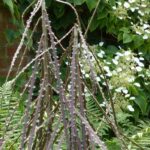 Pseudopanax kombinieren