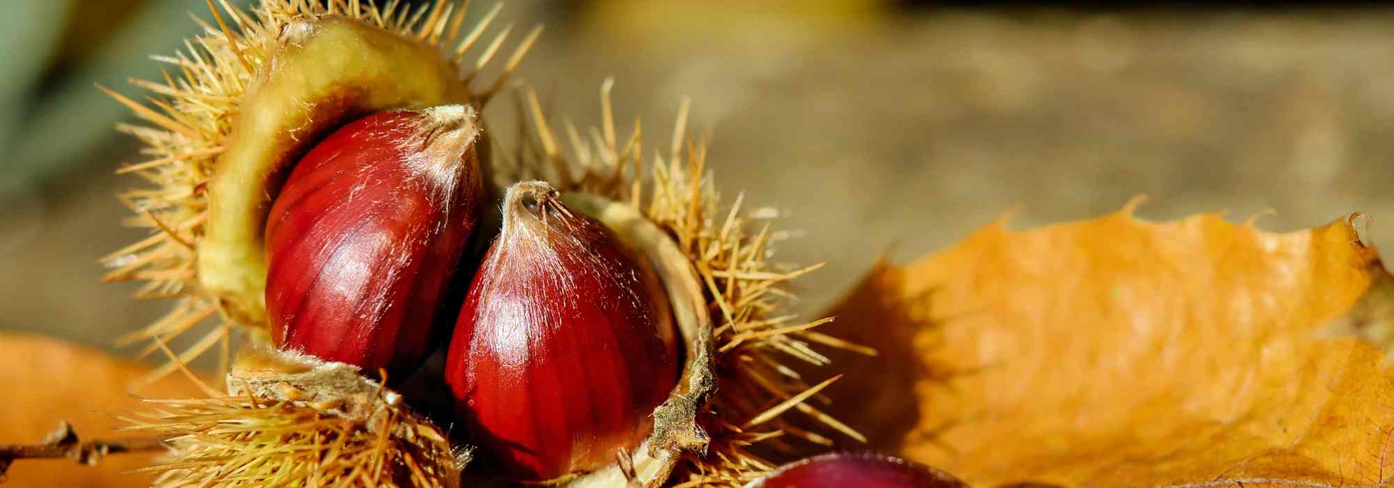 Esskastanie: Wissenswertes zur Herbstfrucht