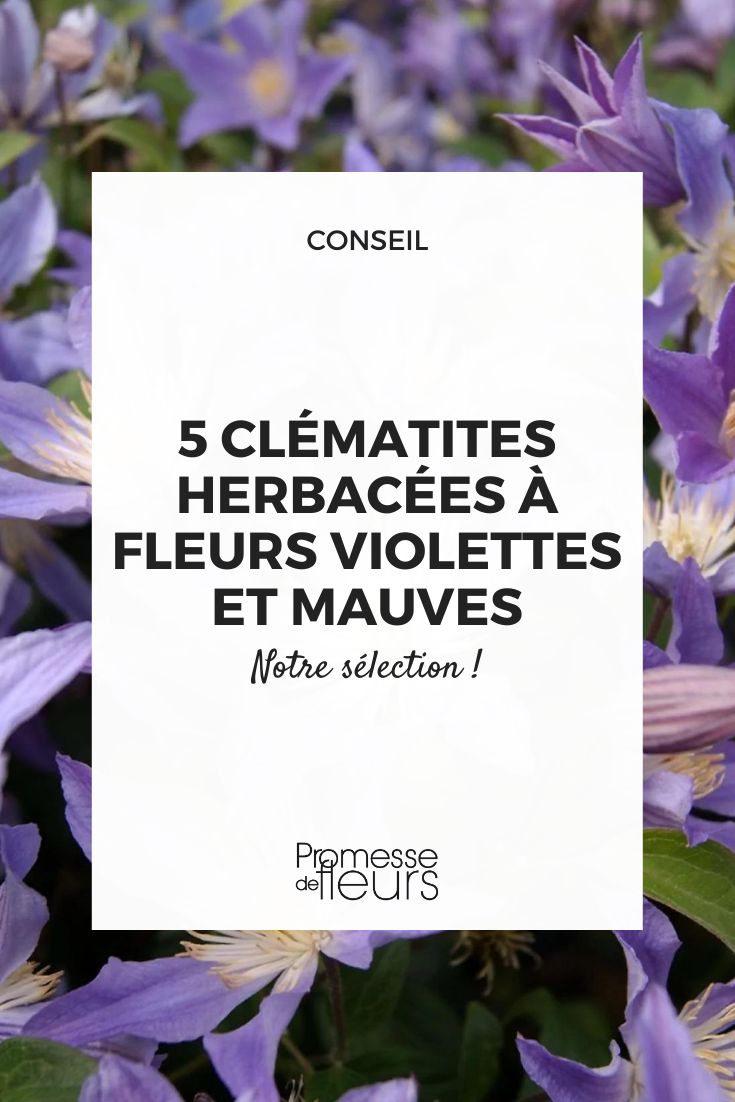 Clematis 'Blue River'
