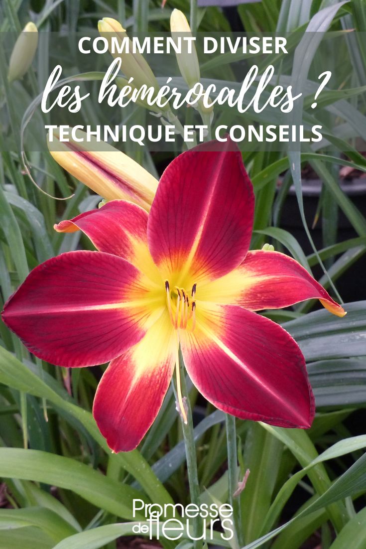 Hemerocallis 'Ruby Spider'