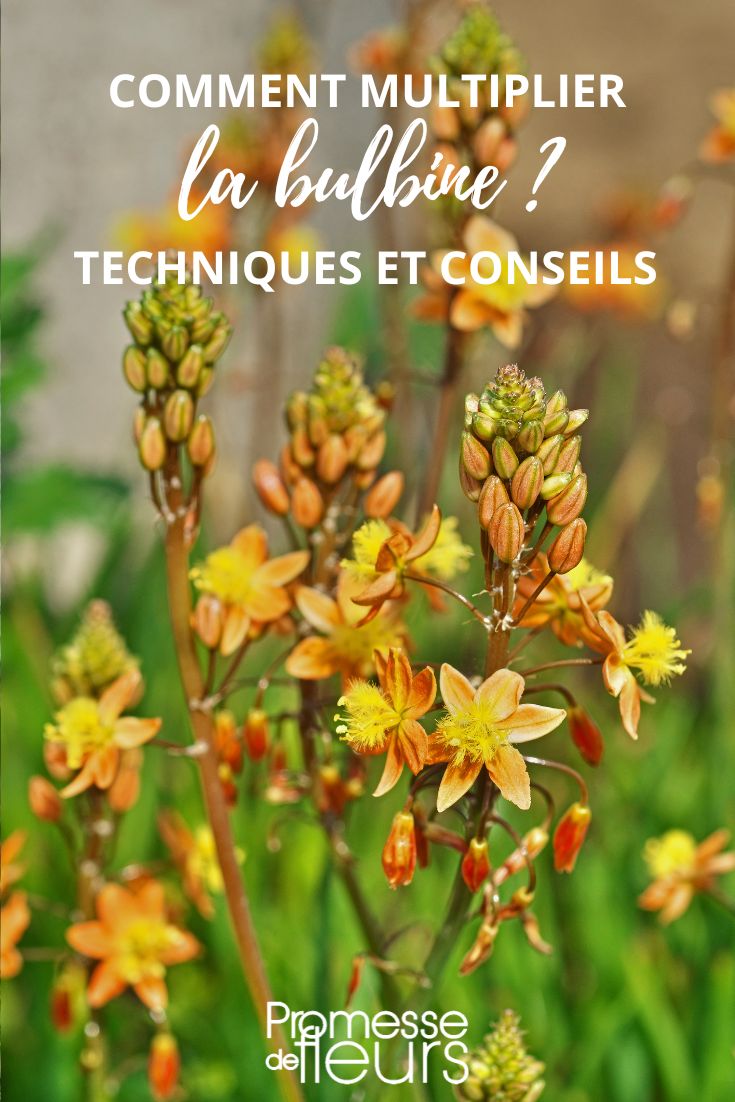 Wie man Bulbine im Garten vermehrt