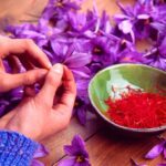 Safrankrokus ernten, trocknen und aufbewahren?