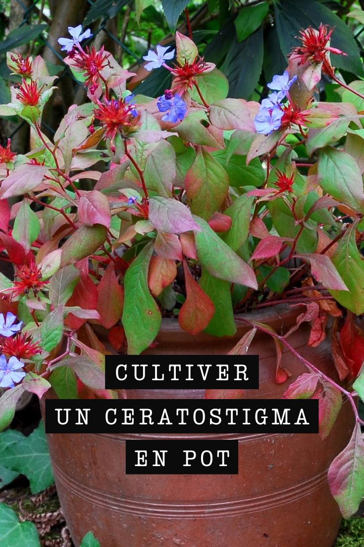 Ceratostigma - Pflanztipps für den Topf