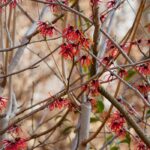4 Zaubernüsse mit roten Blüten für Winterfarbe
