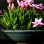 Kusamono: Pflanzenarrangements aus Japan