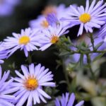 Zwergastern: kompakte Blüten für Garten und Balkon