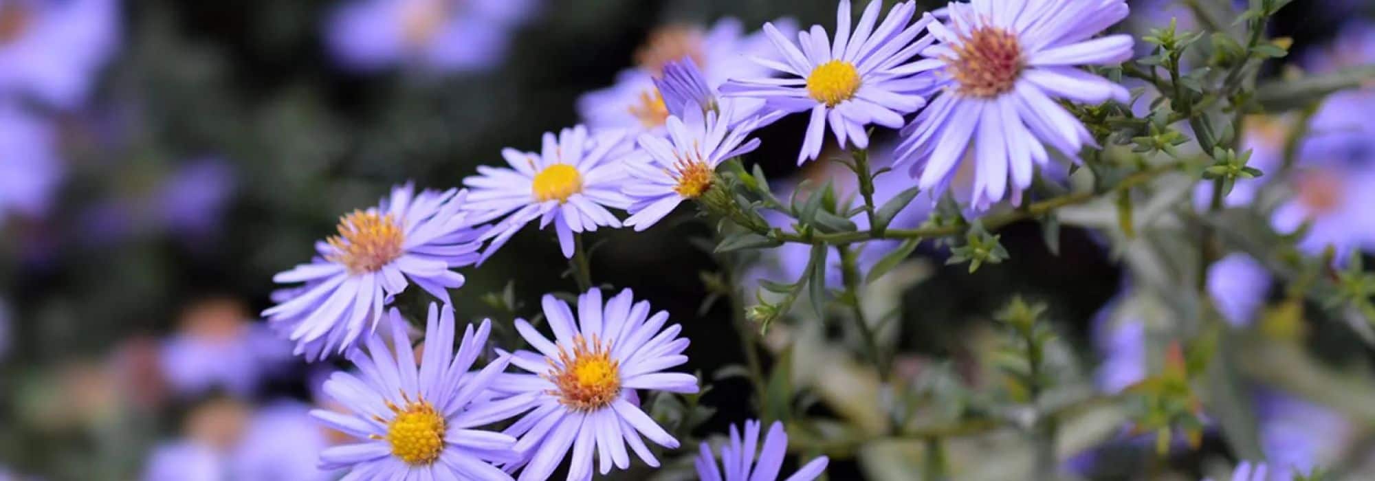 Zwergastern: kompakte Blüten für Garten und Balkon