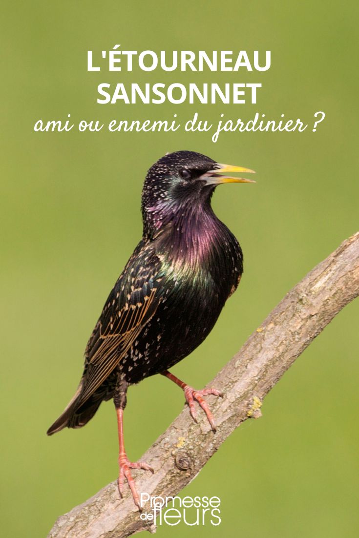 Star (Sturnus vulgaris)