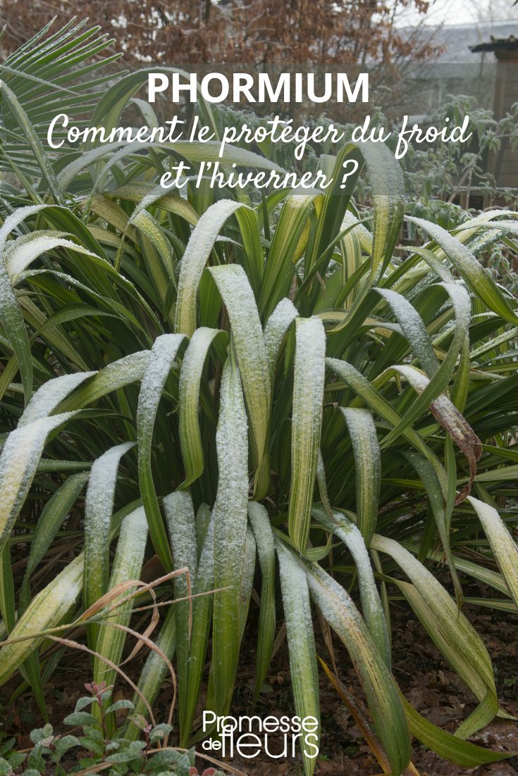 Phormium bei Frost