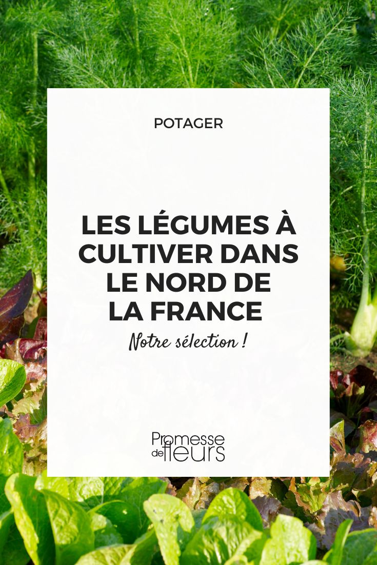 Welches Gemüse eignet sich für den Anbau in der Region Hauts-de-France?