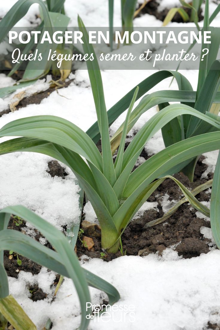 Lauch unter Schnee