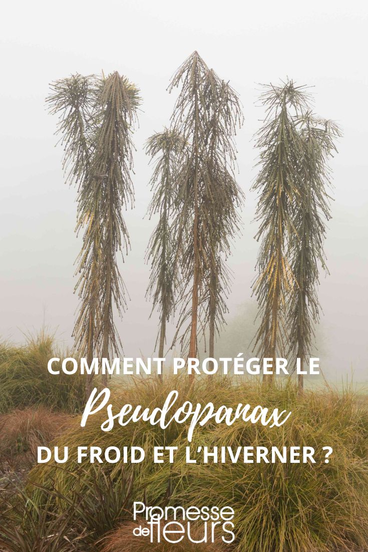 Überwinterung des Pseudopanax