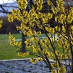 Hamamelis schneiden?