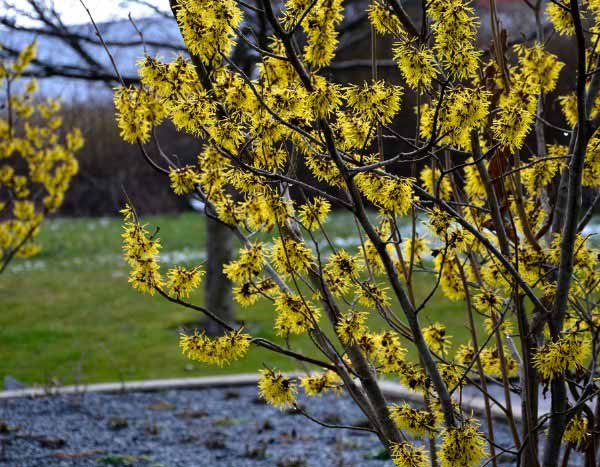Hamamelis schneiden?