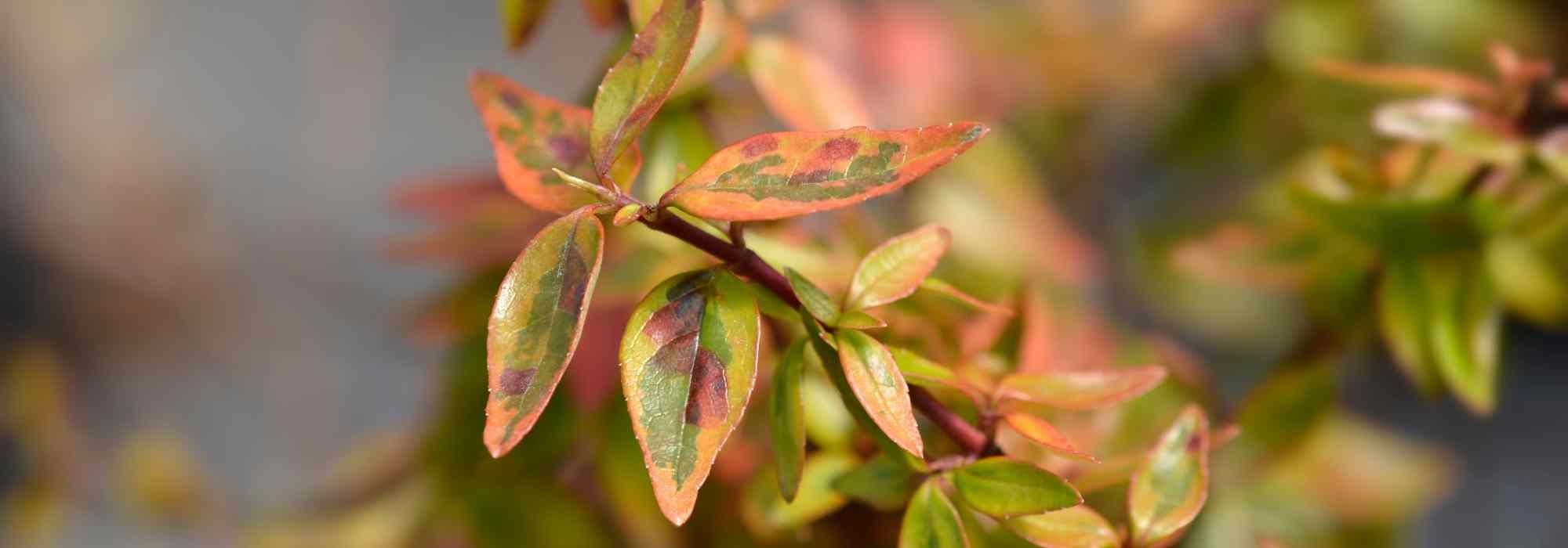 5 panaschierte Abelien, die im Garten nicht fehlen dürfen