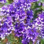 Bodenbedeckende Sträucher mit Herbstblüte: Favoriten